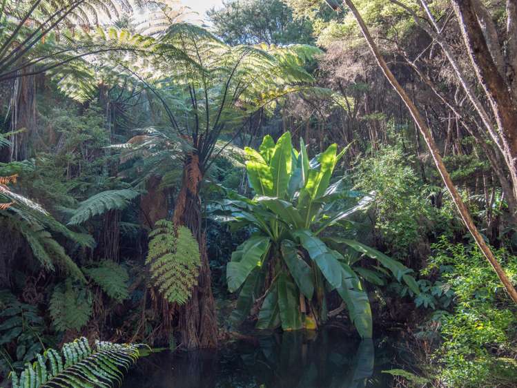 458F Hihi Road Hihi_18