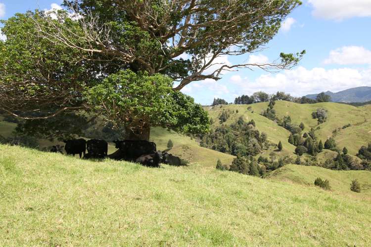 109 Paponga Road Broadwood_19