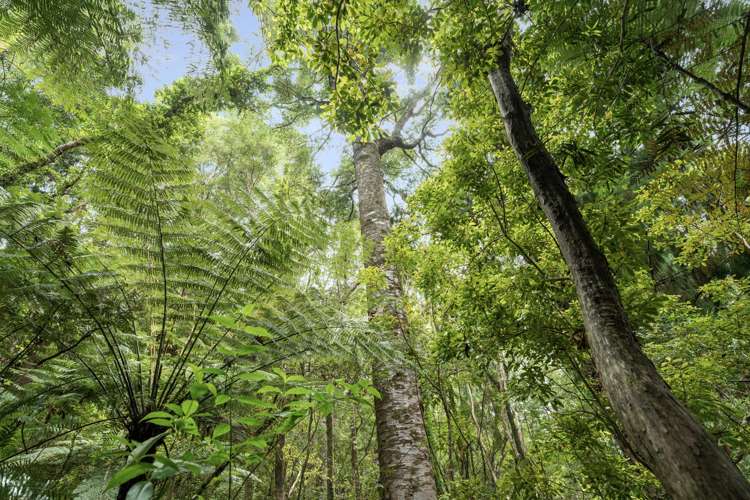 112 Hikuai School Road, Hikuai Tairua_25