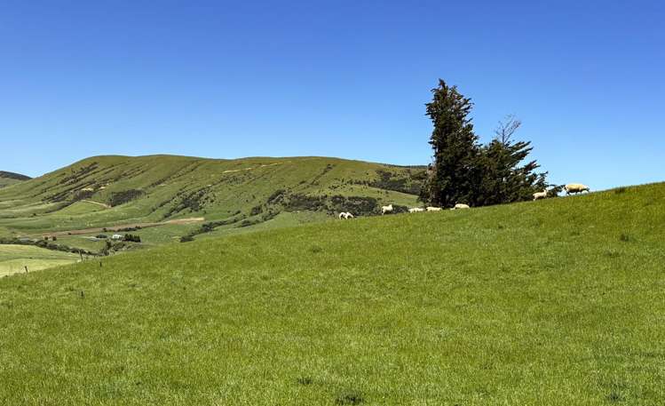 124 Niagara Waikawa Road Tokanui_8