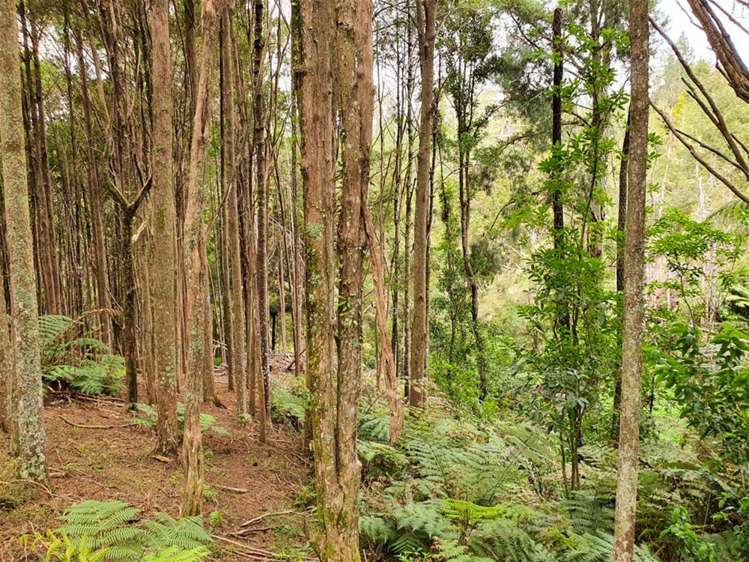 67 Fraser Road Kawakawa_15