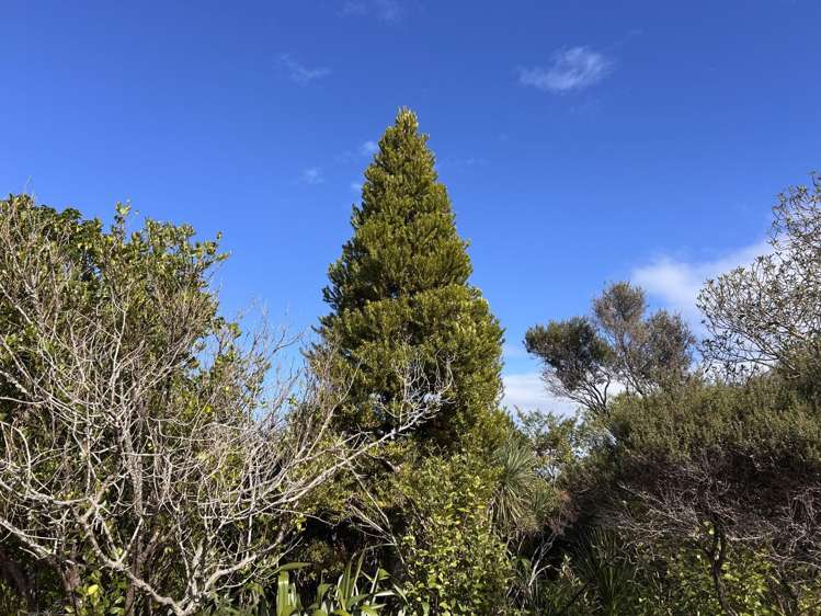 55 M Greenwood Road Leigh_6