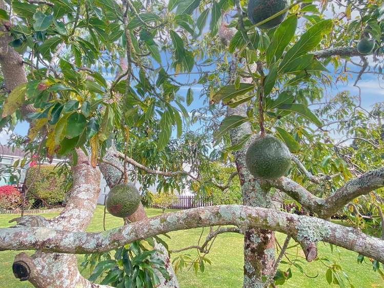 24 Te Paka Crescent Kamo_21