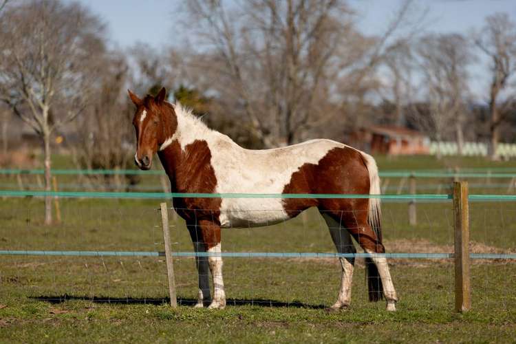 84 Grieve Road Otakiri_29