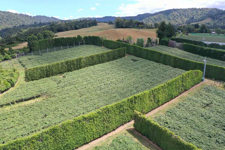 1335a No 3 Road Te Puke_9