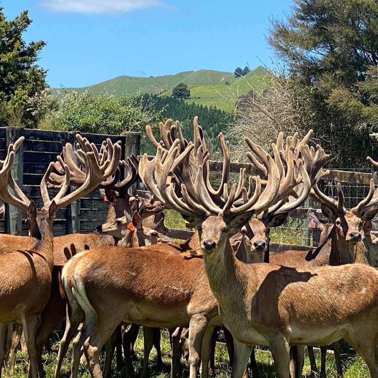 19 Body Road Manunui_6