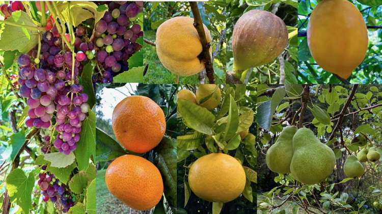 125C Sailors Grave Road, Pumpkin Hill Tairua_34