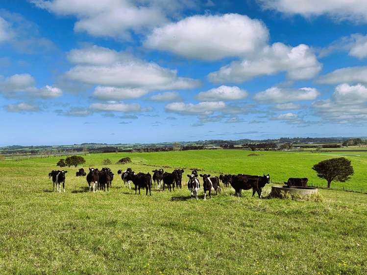 6320 State Highway 12 Dargaville_10