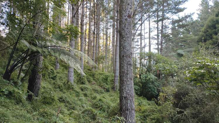 Waitete Road Waihi_6