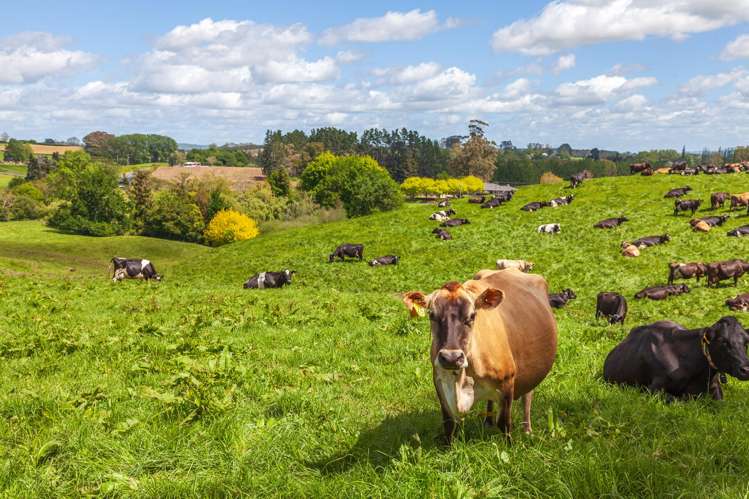 Lot 3-1768 Morrinsville Walton Road Matamata_6