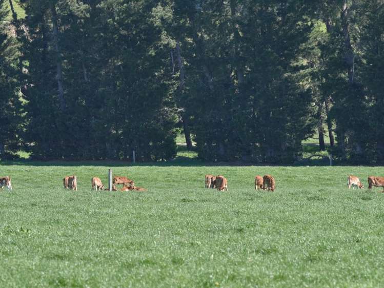 64 Lake Sumner Road Hawarden_2