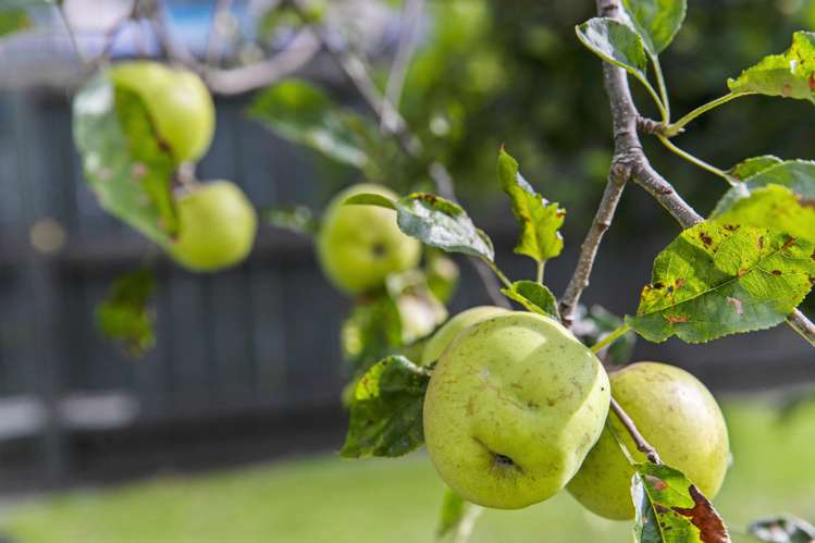 40 Waimahia Avenue Manurewa_16