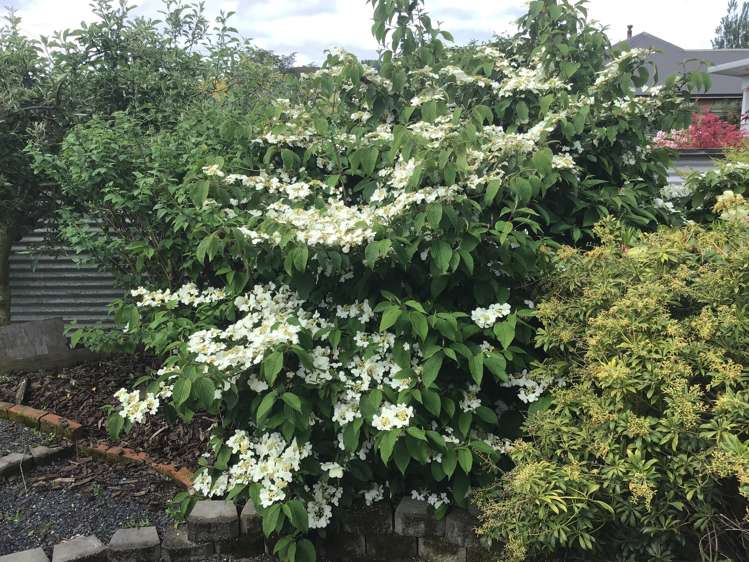 2a Bidston Street Outram_28