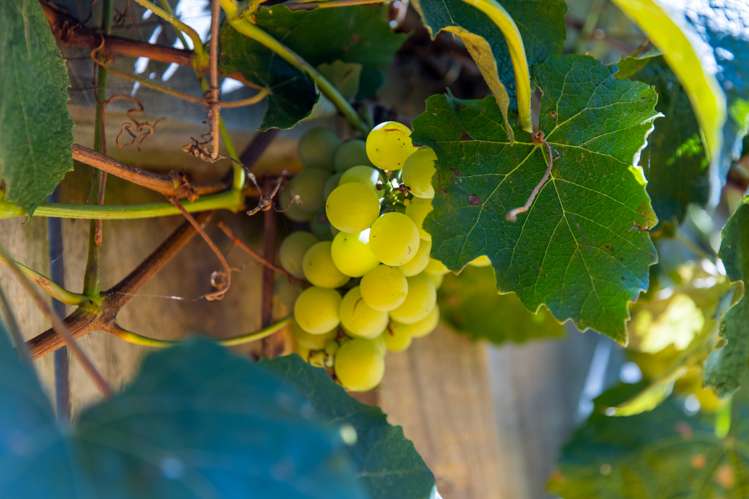 174 Doncaster Drive Papamoa_13