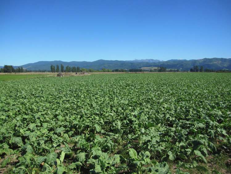 44 Matarawa Road Carterton_16