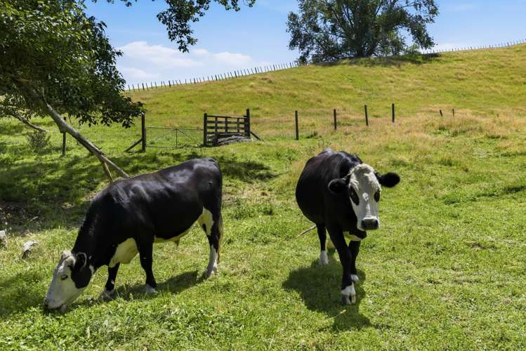 Lot Lot 2/71 Link Road Wairakei_6