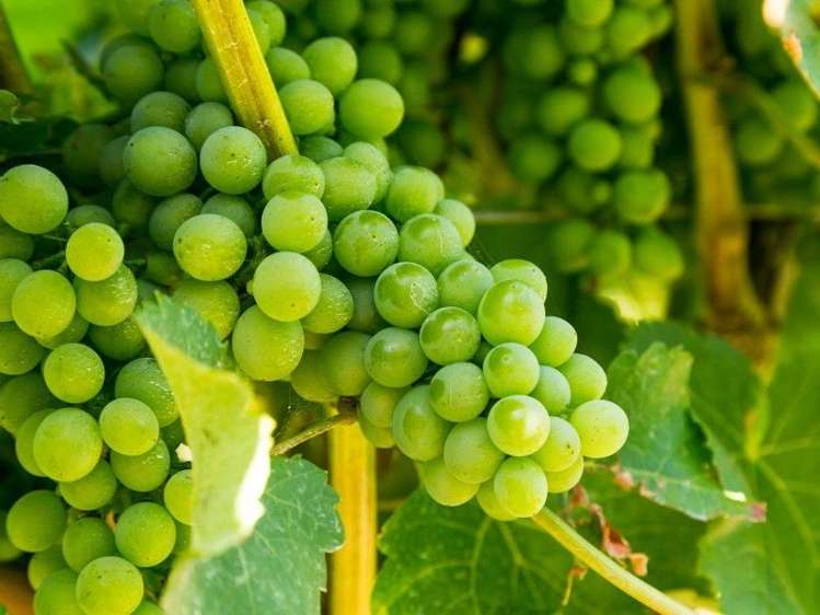 75 Pembers Road Tuamarina_5