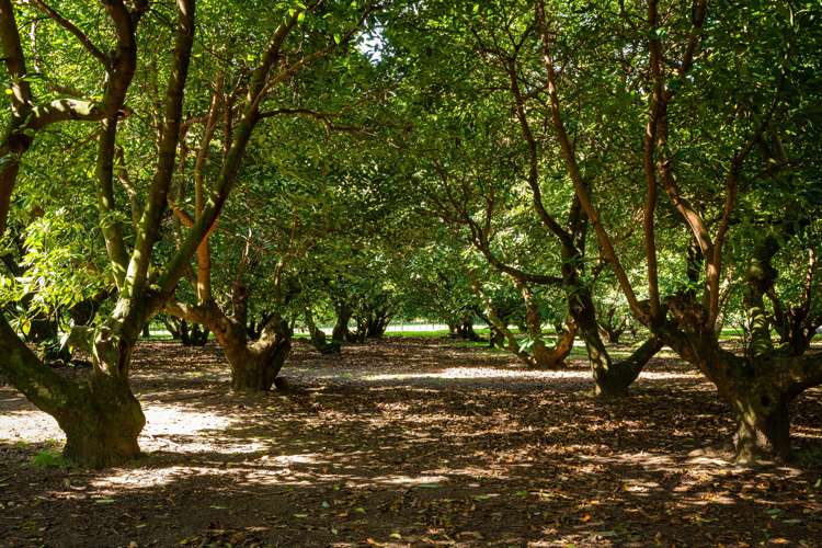 22a Sharp Road Aongatete_12