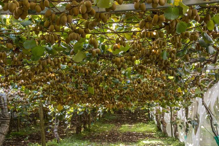 175 Busby Road Katikati_17