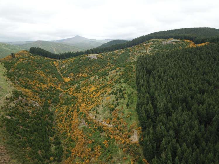 Palmerston-Waikouaiti Road Palmerston_10