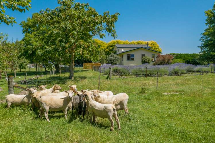 245 Hunter Road Tuamarina_17