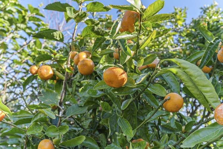 26 Meade Place Bell Block_24