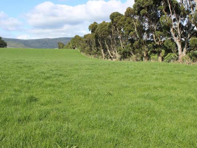 380 Matheson Road Catlins Surrounds_4