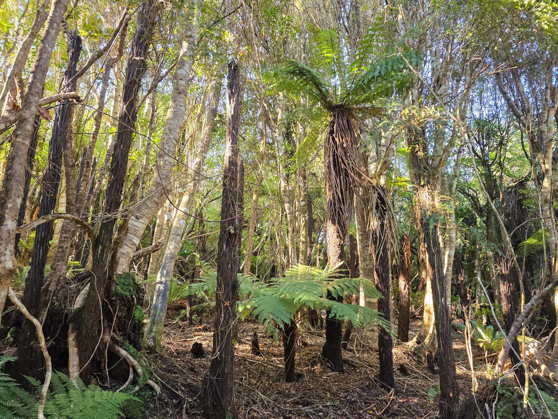 7 Rata Street Stewart Island_0