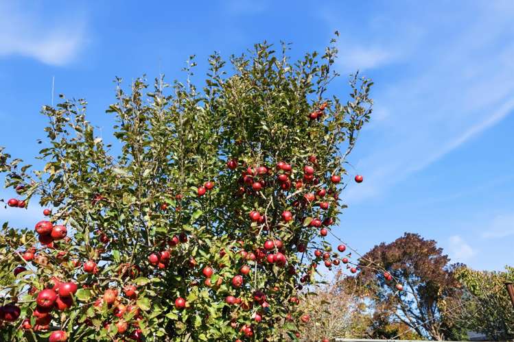 43 Bevington Street Avonhead_20