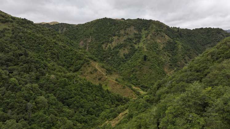 7957 State Highway 2 Opotiki Surrounds_10