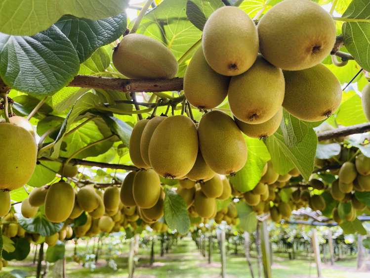 378 Manoeka Road Te Puke_18