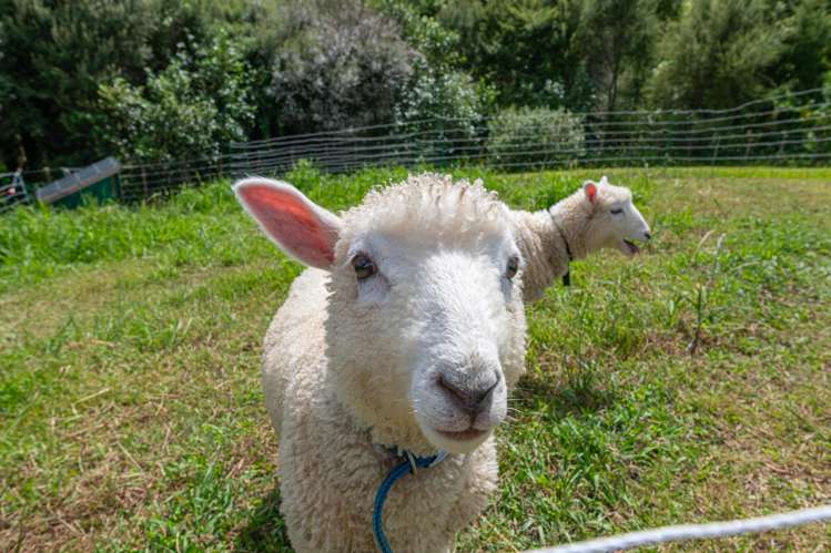 22 Awatiro Drive Kaukapakapa_42