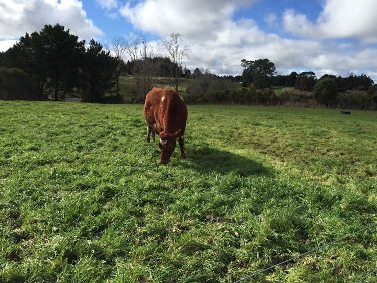 990 Highway 22 Pukekawa_5