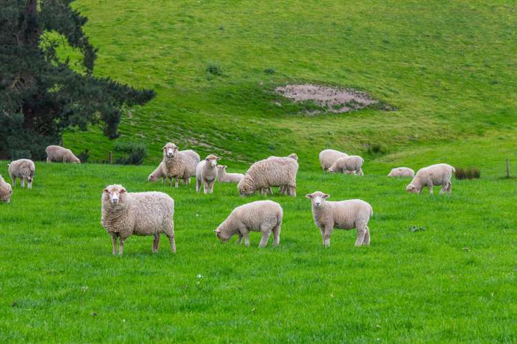 47 Hurunui Mouth Road Domett_10