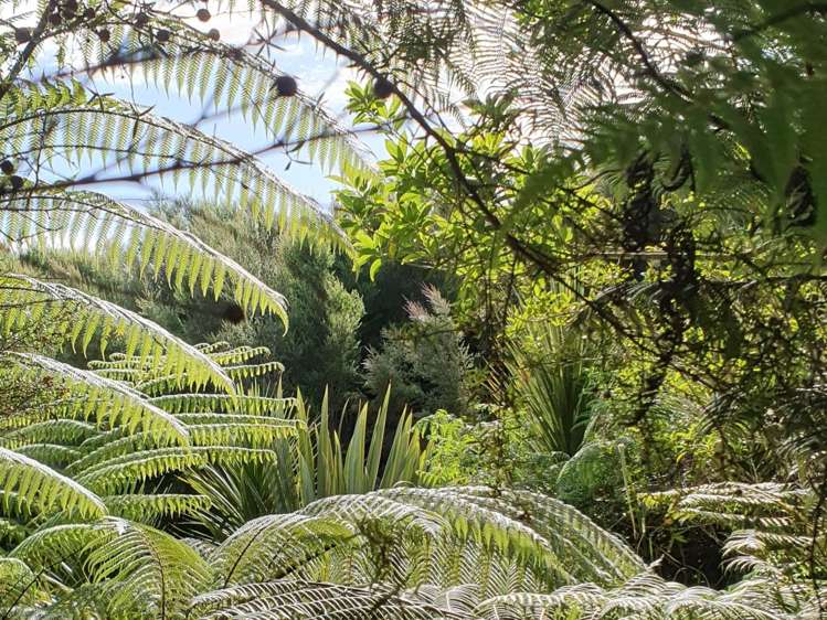 19 Okura Drive Kerikeri_12