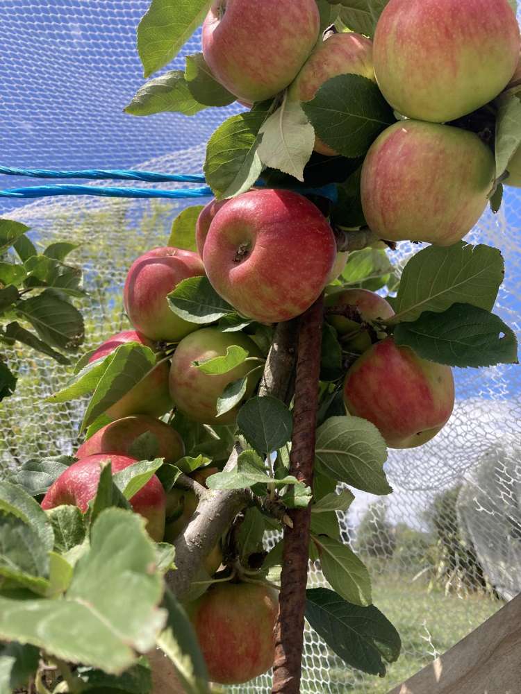 288 Barnes Road Lincoln_25