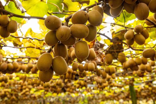 125b Whakamarama Road Whakamarama_1