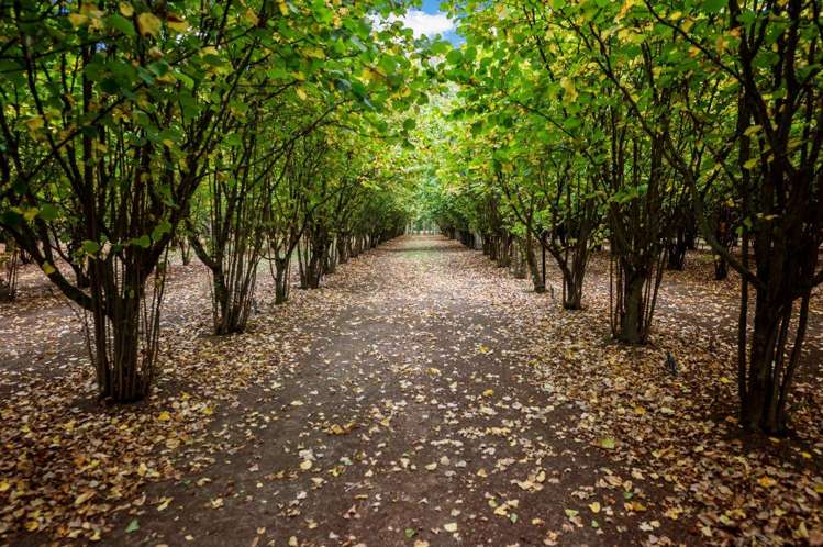 727 The Lake Road Leeston_15