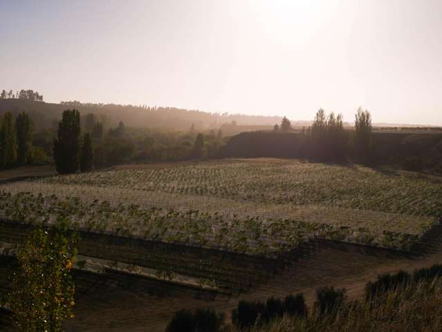 The Boneline and Waipara West - Farm and Vineyard