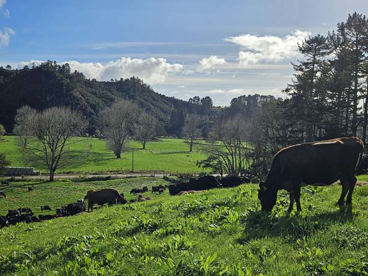 31 Mill Creek Road Whitianga_11