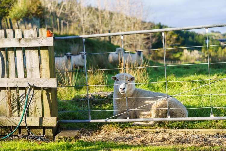 1181 State Highway 12 Maungaturoto_41