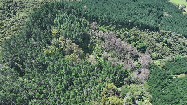 Puhata Road Herekino_1