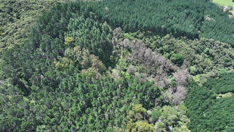 Puhata Road Herekino_1