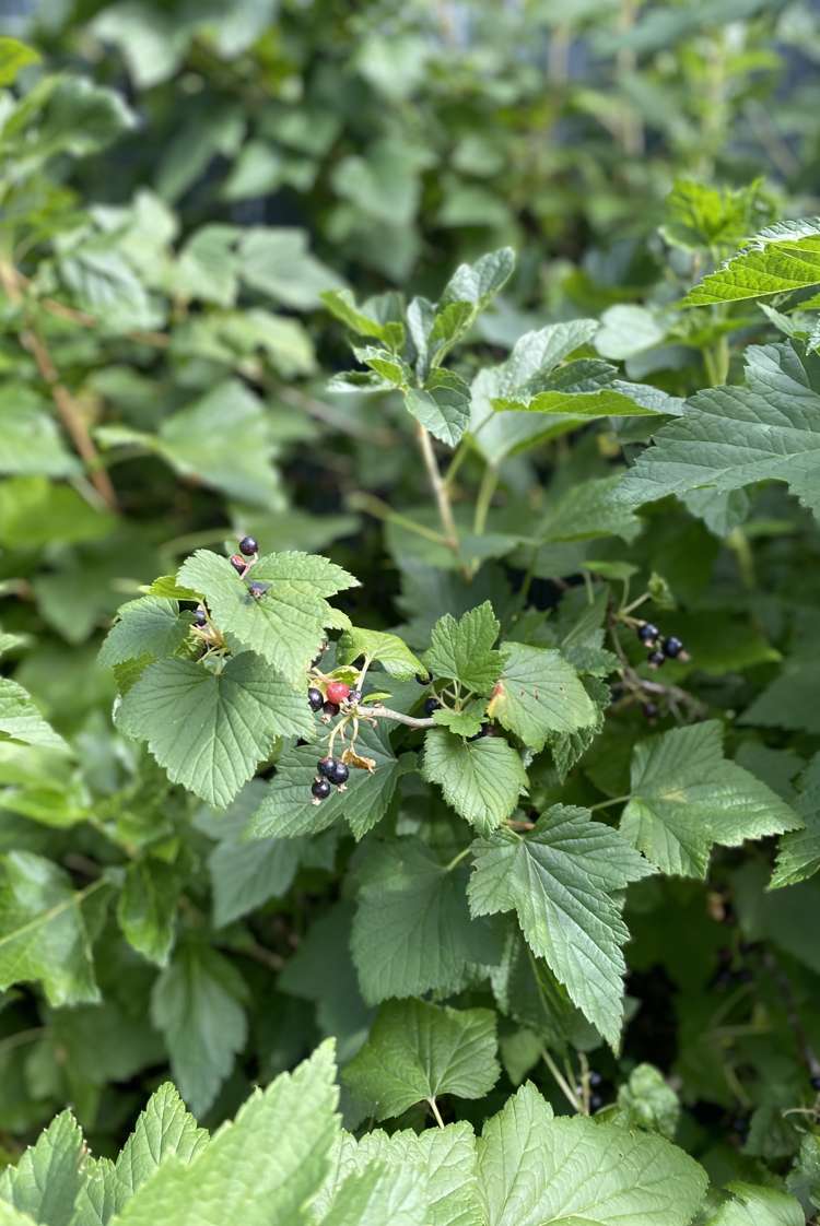 96 Middle Road Allenton_5