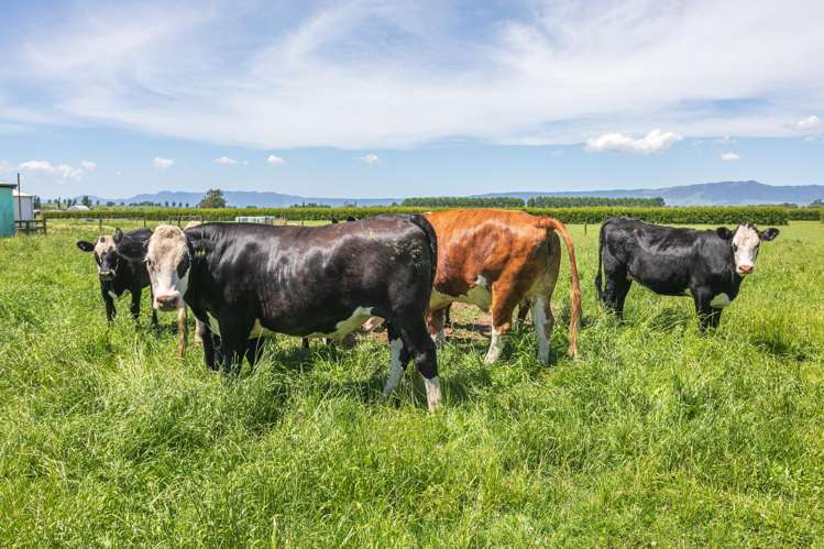 5134 State Highway 29 Matamata_8