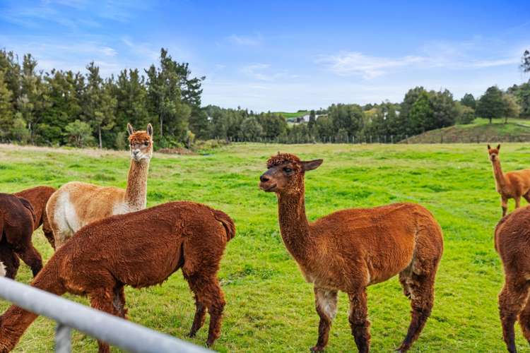 1706 Oropi Road Oropi_34