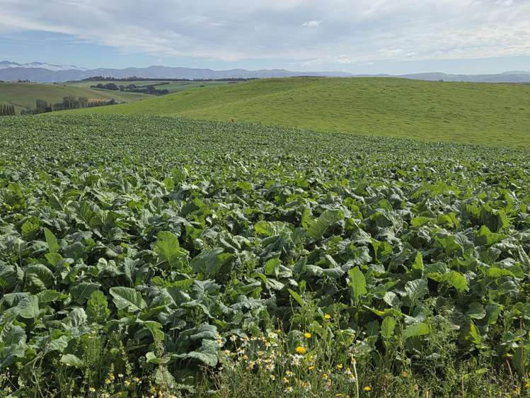 22 Tokarahi-Duntroon Road Tokarahi_9