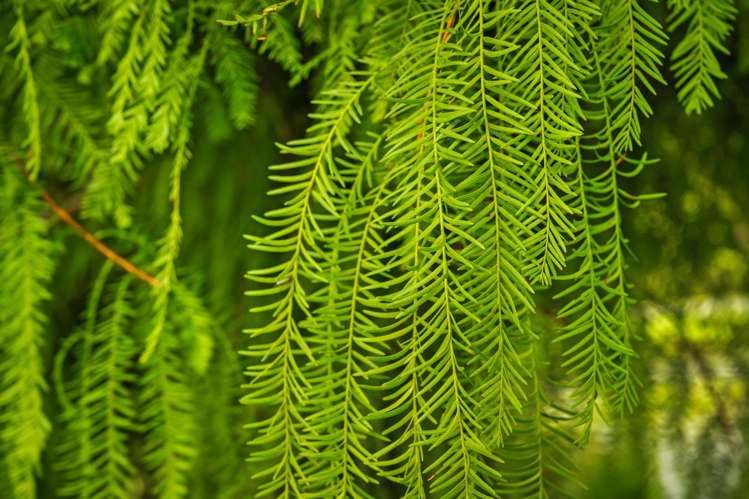 Lot Lot 5/115 Screen Road Coatesville_14