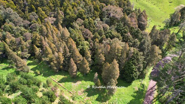 726 Paparoa Station Road Maungaturoto_38