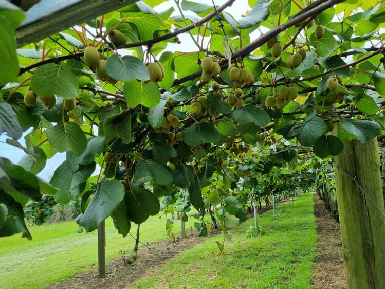 1659 State Highway 10 Kerikeri_2